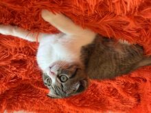 Scottish Fold kassipoeg