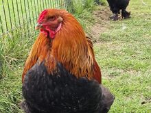Brahma kuked