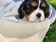 Cavalier King Charles spanjeli kutsikad!
