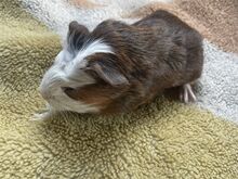 Merisiga