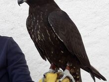 BIRDS OF PREY (GYR, Saker, Peregrine Falcons)