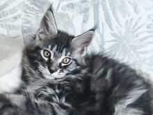 Maine coon