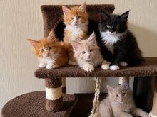 MAINE COON KASSIPOJAD