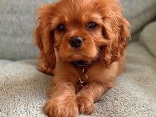 Cavalier King Charlesi spanjeli kutsikad