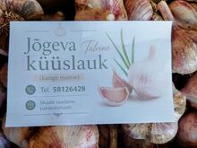 Värske talvine Küüslauk