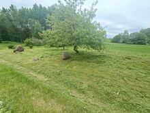 Trimmerdamine Kagu-Eestis