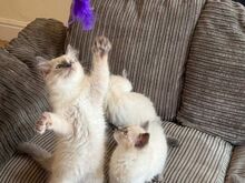 Beautiful Purebred Ragdoll Kittens