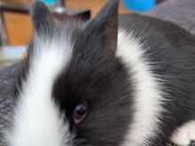 Müüa kääbusküülik