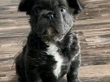 Fluffy frenchies
