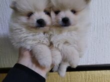 Pomeranian mini
