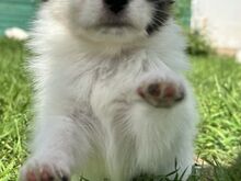 Papillon