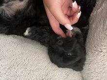 Imearmsad maltipoo poisid otsivad armastavat kodu!