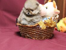 Pomeranian kutsikad