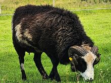 Jäärad