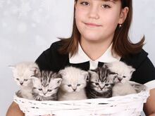 Briti lühikarvaline kassipoeg