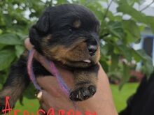 Isased tõutunnistusega Rottweileri kutsikad