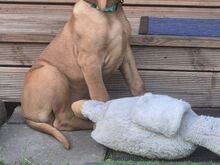 Vizsla / Ungari lühikarvalise linnukoera kutsikad