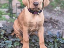 Vizsla / Ungari lühikarvalise linnukoera kutsikad