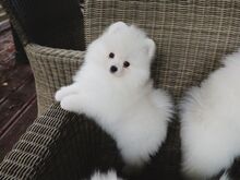 Pomeranian kutsikad