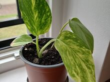 Pothos