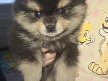Pomeraniani kutsikad