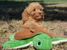 Maltipoo kutsikad