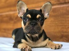 AKC prantsuse buldogi kutsikad