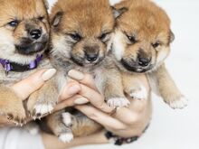 Shiba Inu FCI kutsikad – Korea × Jaapani liinid