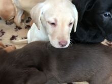 Labradori retriiveri kutsikad