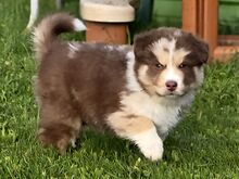 Aussie Siberian F1 kutsikad