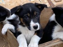 BORDERCOLLIE