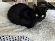 Котёнок Тыммик