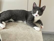 Kassipoiss Teodor