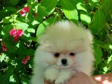 Pomeranian kutsikad