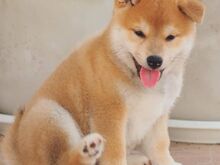 Jaapani shiba inu