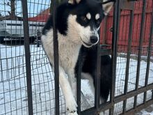 Emane husky