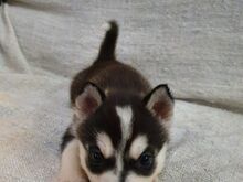 Siberi husky kutsikad