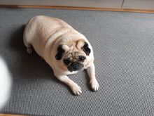 Mops