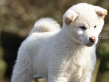 Shiba inu puppies