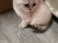 Британские котята