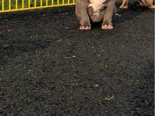 Ameerika buldog