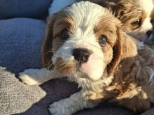 Cavalier King Charles spanjeli kutsikad!