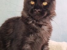 Maine coon