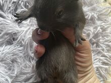 Морская свинка
