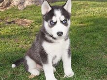 Siberian Husky Puppies ready for their new home.