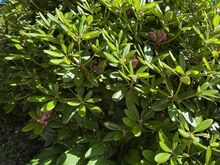 Rododendronid