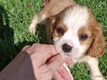 Cavalier King Charles spanjeli kutsikad