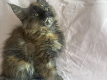MÜÜA Maine Cooni tõugu emased Kassipojad.