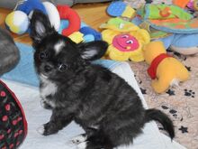 CHIHUAHUA EMANE KUTSIKAS,