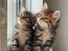 Maine Coon Kittens